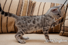 Bengal cat silber rosetted